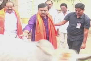 Andhra Pradesh BJP leader kicked by cow near Guntur chilli market