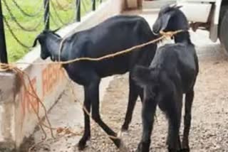 2 Goats kidnapped in Jabalpur