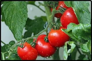 DO YOU KNOW THE HEALTH BENEFITS OF EATING TOMATO