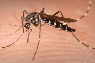 Dengue outbreak reduced in Hisar 4 new cases found in Hisar Dengue cases in Hisar