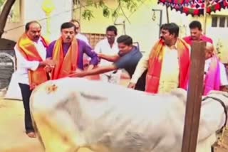 Cow kicked by foot to BJP Rajya Sabha member