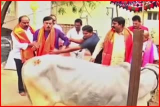 GVL Narasimha Rao kicked by Cow