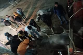 cattle-smugglers-in-hisar