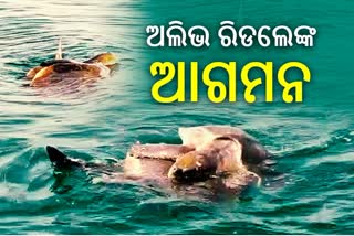 ଗଞ୍ଜାମ ଉପକୂଳର ଅତିଥି  ଅଲିଭ୍ ରିଡଲେ