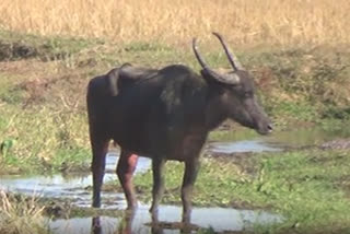 Woman died in wild buffalo attack in Jonai