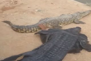 man wears crocodile costume and teases the reptile viral video