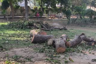 trees cut in moga park news