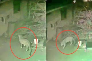 cheetah-arrived-in-the-village-footage-captured-by-cctv