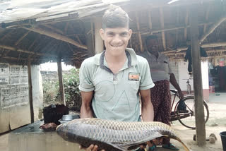 Japani Rohu Fish