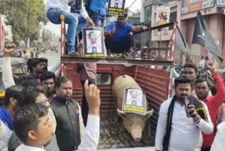 Chandrakant Patil photo on pig