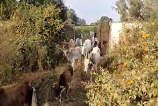 freed hungry cow from shed in sidhi