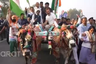 Rahul Gandhi enjoys Bullock Cart ride in Rajasthan