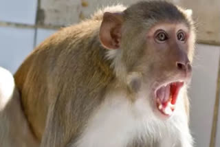 Monkeys throw off elderly man from terrace, dies