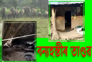 Wild elephant destroy crops in Golaghat