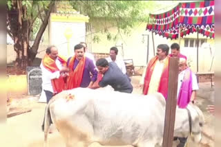 bjp mp gvl narasimha rao kicked by cow in guntur  gvl narasimha rao  ജിവിഎൽ നരസിംഹ റാവു  ബിജെപി എംപിക്ക് പശുവിന്‍റെ തൊഴിയേറ്റു  ജിവിഎൽ നരസിംഹ റാവുവിന് പശുവിന്‍റെ തൊഴിയേറ്റു  ബിജെപി എംപിയെ തൊഴിച്ച് പശു  പശു