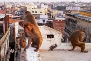 Etv Bharatમથુરામાં વાંદરાના હુમલાને કારણે વૃદ્ધનું મોત