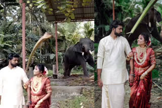 ന്മന സുബ്രഹ്മണ്യ സ്വാമി ക്ഷേത്രം  ഓലമടലെറിഞ്ഞ് ആന  kollam panmana elephant viral video  വധൂവരൻമാർക്ക് നേരെ ഓലമടലെറിഞ്ഞ് ആന  ശരവണൻ എന്ന ആന  ഓലമടലെറിഞ്ഞ് ശരവണൻ  ആന ഓലമടൽ  ശരവണൻ ആന  panmana saravanan  Kollam Viral Wedding Shoot