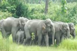 locals are in fear after elephant group heading towards town in Cuttack