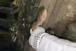 Big snake stuck on railway tracks