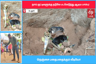 பாம்பு