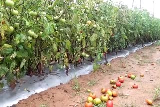 Harvested crops are destroyed by rain