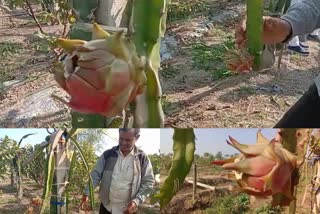 Dragon fruit cultivation in Haryana