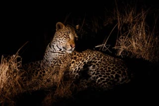 Woman killed in leopard attack