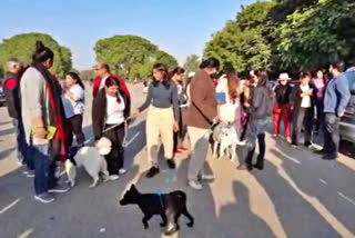 Gurugram People protest against MC Gurugram catching unregistered dogs