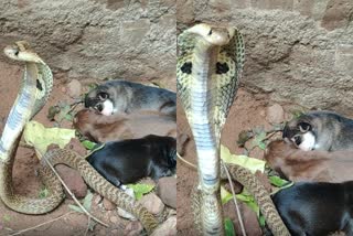 Video of the snake standing menacingly in front of the puppies