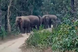 Elephant terror in Baikunthpur forest area