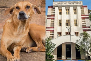 college of engineering trivandrum  college of engineering trivandrum closed today  mad dog attack in cet  cet  cet dog attack  പേവിഷബാധ  തിരുവനന്തപുരം എഞ്ചിനീയറിങ് കോളജ്  പേപ്പട്ടി  തിരുവനന്തപുരം  പേപ്പട്ടി ശല്യത്തെ തുടര്‍ന്ന് കോളജിന് അവധി