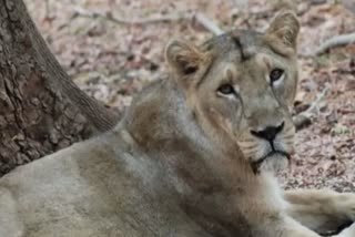 تلنگانہ میں شیر کے حملے میں نوجوان زخمی