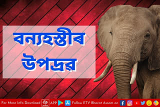 Wild elephant scare in Tamulpur