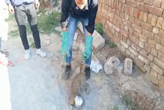 cat head stuck pot in fatehabad