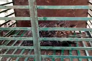 khargone leopard cub fell in well