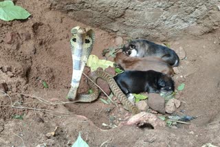 Tamilnadu  Cuddalore  snake  snake danced besides the sleeping puppies  puppies  Viral Video  Viral Video  Forest  നായക്കുട്ടി  ഉറങ്ങുന്ന നായക്കുട്ടികള്‍  നായ  മൂര്‍ഖന്‍  വീഡിയോ  വൈറല്‍  കടലൂര്‍  തമിഴ്‌നാട്