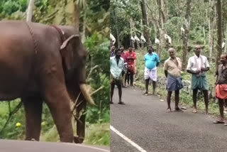 ആനയുടെ ആക്രമണത്തില്‍ പാപ്പാന് പരിക്ക്  Kottayam Vadayar  Kottayam Vadayar elephant attack one injured  കോട്ടയം
