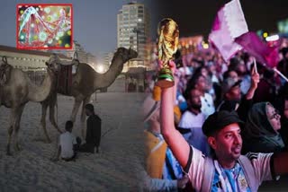 fifa fans facing camel flu