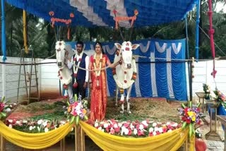 EKarnataka: Groom's loving pair of oxen witnessed his wedding, special stage had built for oxentv Bharat