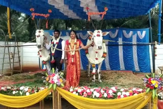 K'taka: Young farmer treats his bullocks as special guests on wedding day