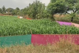 saree become protection for crops: New idea of farmers