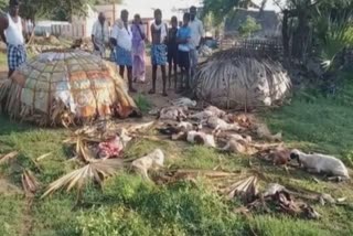 Etv Bharatசாத்தான்குளம் அருகே வெறிநாய்கள் கடித்து 18 ஆடுகள் பலி.