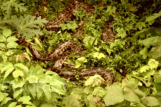 Humongous six pythons sighting in Kerala