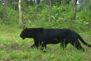 Black Leopard in nagarhole national park