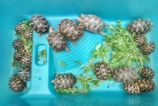 Indian star tortoises