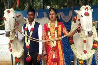 young farmer treats his bullocks as special guests on wedding  bullocks as special guests on wedding  കല്യാണത്തിന് വിശിഷ്‌ടാതിഥികളായി കാളകൾ  കാളകളെ കല്യാണത്തിനെത്തിച്ച് വരൻ  കർണാടക വാർത്തകൾ  bullocks special guests at wedding