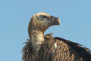 animal-and-birds-welfare-in-sirsa-got-himalayan-griffith-vulture