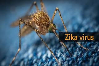 Zika Virus News