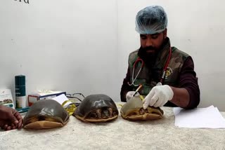 Turtle Health Test at Chhindwara