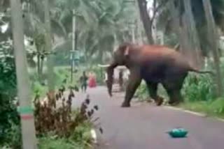 girl student crushed to death by elephants